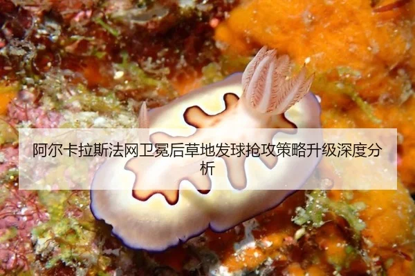 阿尔卡拉斯法网卫冕后草地发球抢攻策略升级深度分析